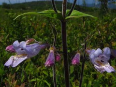 Penstemon canescens