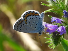 Plebejus