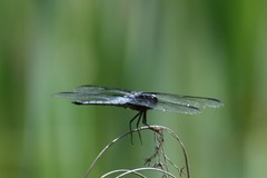 Libellula axilena
