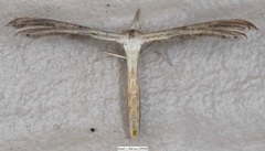 Exelastis montischristi