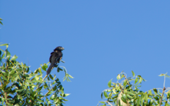 Crotophaga sulcirostris