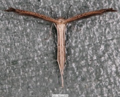 Lioptilodes albistriolatus