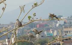 Streptopelia decaocto