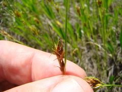 Rhynchospora capitellata