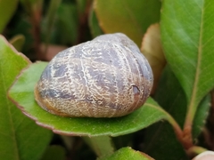Cornu aspersum