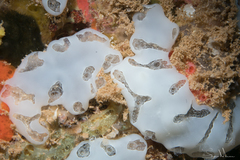 Aplidium crateriferum