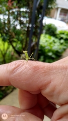 Stagmomantis carolina