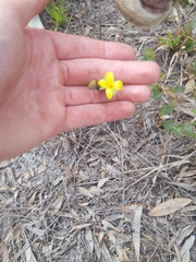 Hypericum tetrapetalum