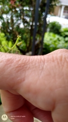 Stagmomantis carolina