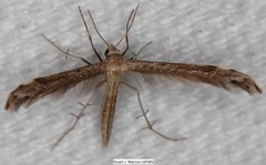 Lioptilodes albistriolatus