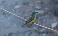 Tyrannus melancholicus