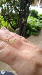 Stagmomantis carolina