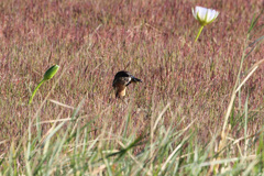 Thalassornis leuconotus