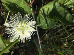 Passiflora foetida