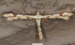 Platyptilia carduidactylus