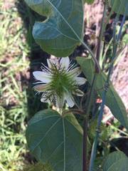 Passiflora foetida
