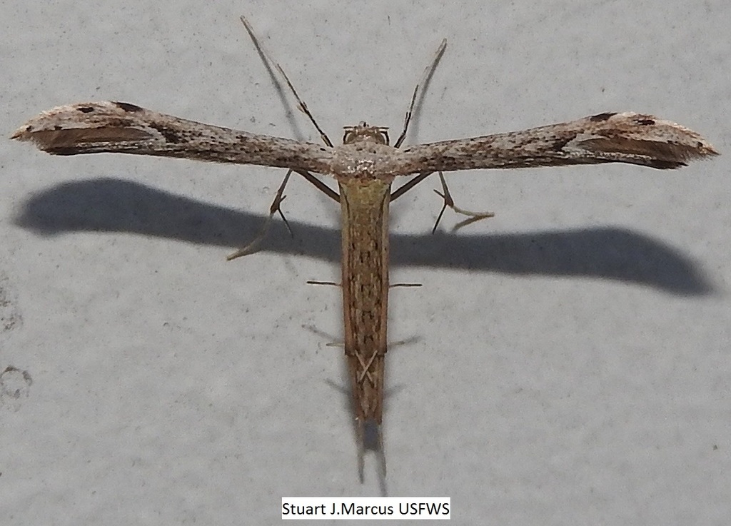 Belfrage's Plume Moth