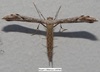 Belfrage's Plume Moth - Photo (c) Trinity River NWR, some rights reserved (CC BY-NC-ND), uploaded by Trinity River NWR