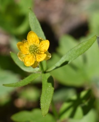 Ranunculus inamoenus
