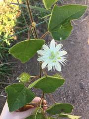 Passiflora foetida