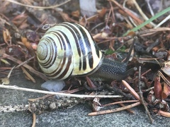 Cepaea nemoralis