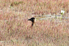 Thalassornis leuconotus