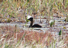 Thalassornis leuconotus