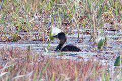 Thalassornis leuconotus