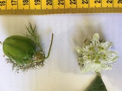 Passiflora foetida