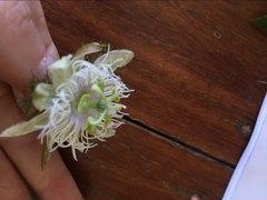 Passiflora foetida
