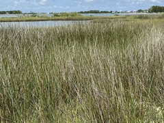 Juncus roemerianus