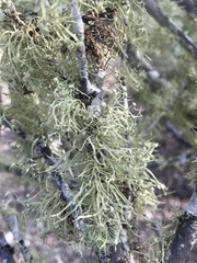 Ramalina glaucescens