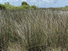 Juncus roemerianus