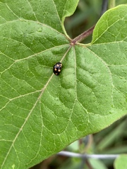 Brachiacantha ursina