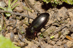 Oregus aereus