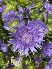 Stokesia