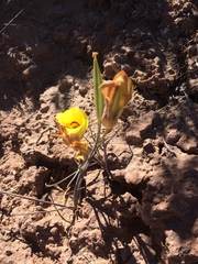 Calochortus aureus