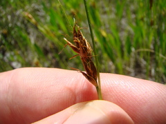 Rhynchospora capitellata