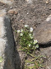 Mononeuria groenlandica