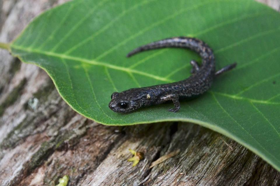 Pseudoeurycea mixteca (Amphibians of Southern Mexico ) · iNaturalist