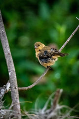 Sporophila morelleti