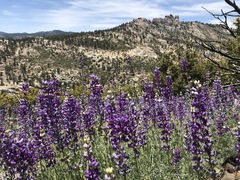 Lupinus argenteus montigenus