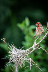 Haemorhous mexicanus