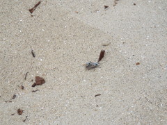Laphystia litoralis