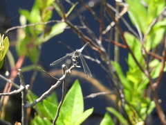 Leucorrhinia frigida