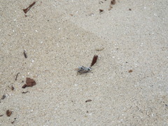 Laphystia litoralis