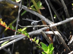 Leucorrhinia frigida