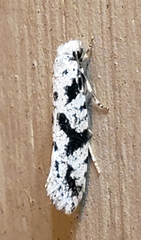 Nemapogon defectella