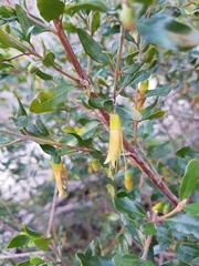 Correa glabra glabra