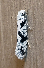 Nemapogon defectella